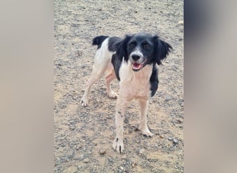 Herzallerliebste DANA-verlor ihr Zuhause weil sie lieber spielte als jagte :-)