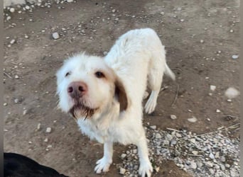 Zeus- lieber, sozialer Bub wartet nach ganz schwerer Zeit endlich auf sein liebes Für-immer-Zuhause