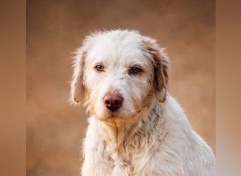 Zeus- lieber, sozialer Bub wartet nach ganz schwerer Zeit endlich auf sein liebes Für-immer-Zuhause