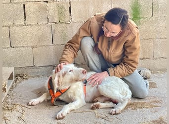 Zeus- lieber, sozialer Bub wartet nach ganz schwerer Zeit endlich auf sein liebes Für-immer-Zuhause