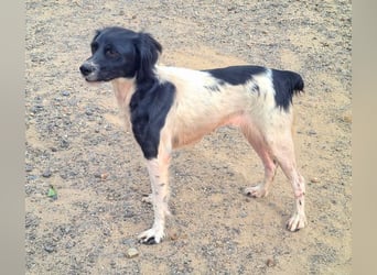 Herzallerliebste DANA-verlor ihr Zuhause weil sie lieber spielte als jagte :-)