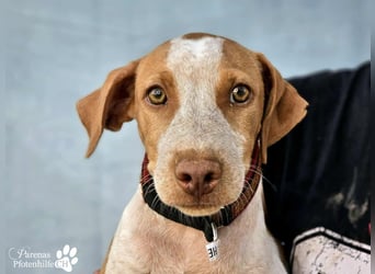 Helias ist ein intelligenter, freundlicher Breton Mischling