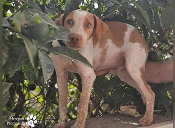 Helias ist ein intelligenter, freundlicher Breton Mischling