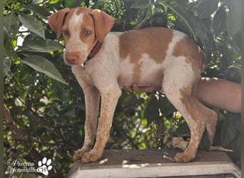 Helias ist ein intelligenter, freundlicher Breton Mischling