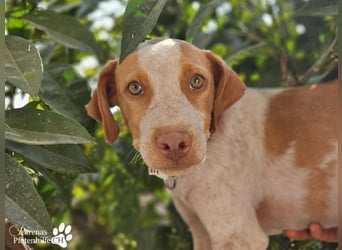 Helias ist ein intelligenter, freundlicher Breton Mischling