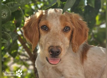 Helix ist ein fröhlicher, verspielter Breton Mix