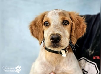 Helix ist ein fröhlicher, verspielter Breton Mix