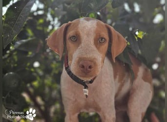 Helias ist ein intelligenter, freundlicher Breton Mischling