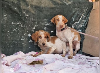 Helix ist ein fröhlicher, verspielter Breton Mix