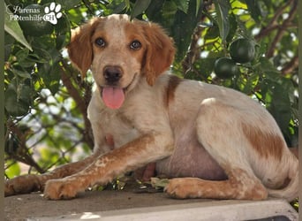 Helix ist ein fröhlicher, verspielter Breton Mix