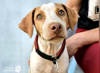 Helias ist ein intelligenter, freundlicher Breton Mischling