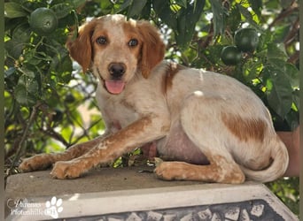 Helix ist ein fröhlicher, verspielter Breton Mix