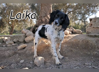 Darf Laika deine loyale Begleiterin werden?