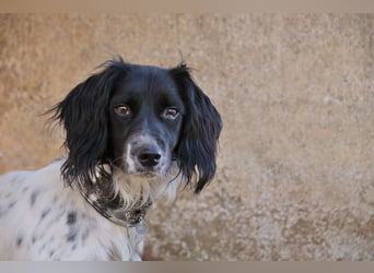 Darf Laika deine loyale Begleiterin werden?