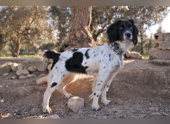 Darf Laika deine loyale Begleiterin werden?