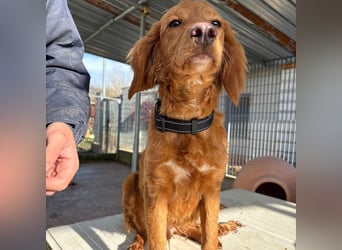 Arnold - ein kleiner, sanfter Bub, schuldlos in den Zwinger abgeschoben - sucht liebevolles Zuhause