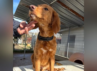 Arnold - ein kleiner, sanfter Bub, schuldlos in den Zwinger abgeschoben - sucht liebevolles Zuhause