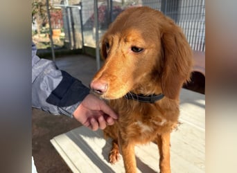 Arnold - ein kleiner, sanfter Bub, schuldlos in den Zwinger abgeschoben - sucht liebevolles Zuhause