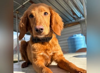 Arnold - ein kleiner, sanfter Bub, schuldlos in den Zwinger abgeschoben - sucht liebevolles Zuhause