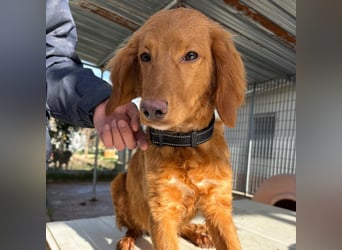 Arnold - ein kleiner, sanfter Bub, schuldlos in den Zwinger abgeschoben - sucht liebevolles Zuhause