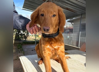 Arnold - ein kleiner, sanfter Bub, schuldlos in den Zwinger abgeschoben - sucht liebevolles Zuhause