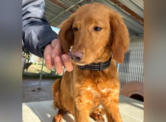 Arnold - ein kleiner, sanfter Bub, schuldlos in den Zwinger abgeschoben - sucht liebevolles Zuhause