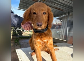 Arnold - ein kleiner, sanfter Bub, schuldlos in den Zwinger abgeschoben - sucht liebevolles Zuhause