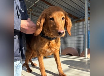 Arnold - ein kleiner, sanfter Bub, schuldlos in den Zwinger abgeschoben - sucht liebevolles Zuhause