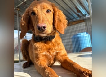 Arnold - ein kleiner, sanfter Bub, schuldlos in den Zwinger abgeschoben - sucht liebevolles Zuhause