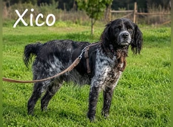 Xico – ein unkomplizierter Begleiter
