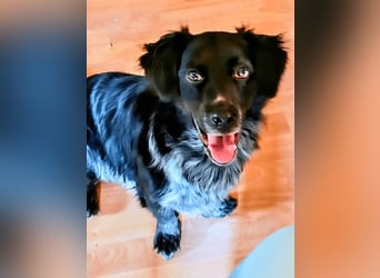 Wesley - (Neues Zuhause gesucht) - wann geht es los?