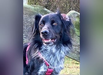 Wesley - (Neues Zuhause gesucht) - wann geht es los?