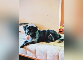 Wesley - (Neues Zuhause gesucht) - wann geht es los?