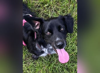 Wesley - wann geht es los?