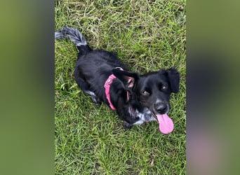 Wesley - (Neues Zuhause gesucht) - wann geht es los?