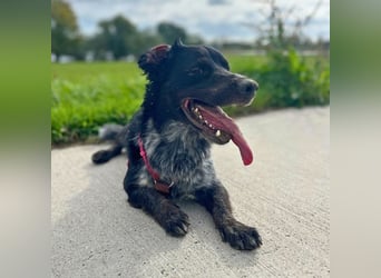 Wesley - (Neues Zuhause gesucht) - wann geht es los?