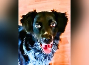 Wesley - (Neues Zuhause gesucht) - wann geht es los?