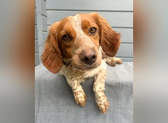 Zauberhafter Bretone Gianni wartet in 52076 Aachen auf dich!