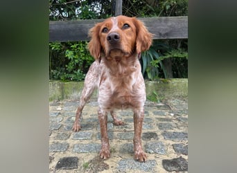 Liebenswerter Bretone Theo wartet in Portugal auf unserem Tierschutzhof auf dich!