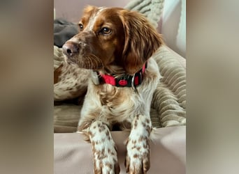 Zauberhafter Bretone Gianni wartet in 65462  Ginsheim-Gustavsburg auf dich!