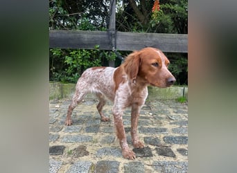 Liebenswerter Bretone Theo wartet in Portugal auf unserem Tierschutzhof auf dich!