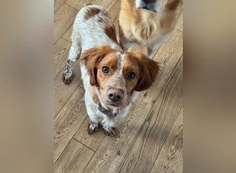 Zauberhafter Bretone Gianni wartet in 65462  Ginsheim-Gustavsburg auf dich!