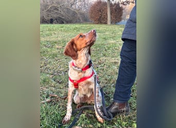 Zauberhafter Bretone Gianni wartet in 65462  Ginsheim-Gustavsburg auf dich!