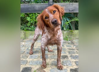 Liebenswerter Bretone Theo wartet in Portugal auf unserem Tierschutzhof auf dich!