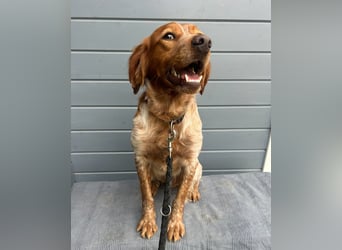 Liebenswerter Bretone Theo wartet in Portugal auf unserem Tierschutzhof auf dich!