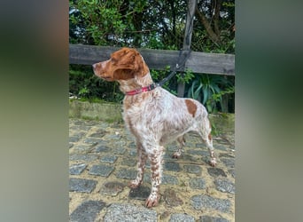 Zauberhafter Bretone Gianni wartet in 52076 Aachen auf dich!