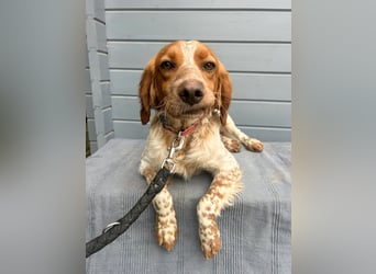 Zauberhafter Bretone Gianni wartet in 52076 Aachen auf dich!