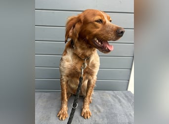 Liebenswerter Bretone Theo wartet in Portugal auf unserem Tierschutzhof auf dich!