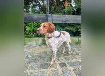 Zauberhafter Bretone Gianni wartet in 52076 Aachen auf dich!