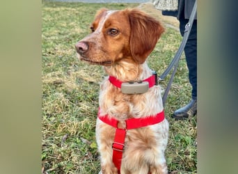 Zauberhafter Bretone Gianni wartet in 65462  Ginsheim-Gustavsburg auf dich!